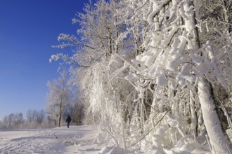 Winter landscape, snow, trees, path, individual walker, Winterberg, North Rhine-Westphalia,
