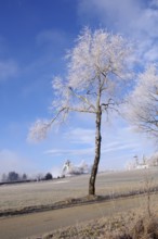 Winter landscape, frost, ski jump, Winterberg, North Rhine-Westphalia, Germany, The branches of a