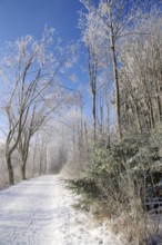 Winter landscape, snow, trees, path, Winterberg, North Rhine-Westphalia, Germany, A lonely snowy