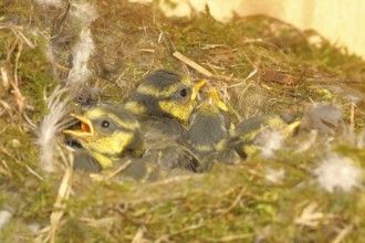 Blue tit (Cyanistes caeruleus) young in the nest, Wilnsdorf, North Rhine-Westphalia, Germany