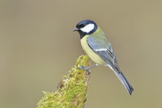 Great tit (Parus major), sitting on a moss-covered tree root, Wilnsdorf, North Rhine-Westphalia,