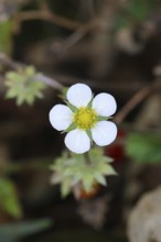 Wild strawberry (Fragaria vesca), in bloom, wild strawberry blossom, close-up, Wilnsdorf, North