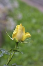 Rose (Rosa sp.), yellow blossom in a garden, Wilnsdorf, North Rhine-Westphalia, Germany