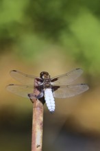 Flat-bellied dragonfly (Libellula depressa), family of damselflies (Libellulidae), male sitting on