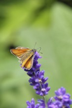 Large skipper (Ochlodes venatus), collecting nectar from a flower of Common lavender (Lavandula