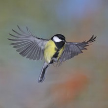 Great tit (Parus major), male in flight, high-speed aerial photograph Wilnsdorf, North