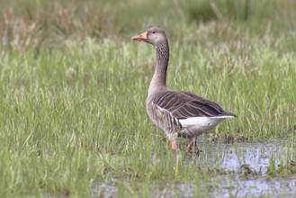 Grey goose (Anser anser) on a moor, Dümmer, Lake Dümmer, Ochsenmoor, Hüde, Lower Saxony, Germany