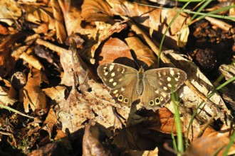 Forest board game (Pararge aegeria), on the forest floor, Wilnsdorf, North Rhine-Westphalia,
