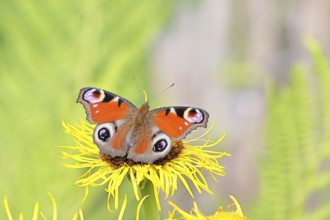 Peacock butterfly (Aglais io), on a yellow flower of a Great Telekie (Telekia speciosa), Wilnsdorf,