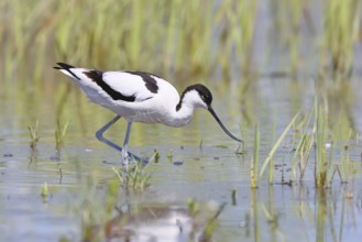 Avocet (Recurvirostra avosetta) adult wader walking in shallow water, Wildlife, Lake