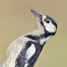 Great spotted woodpecker (Dendrocopos major), male, animal portrait, Wilnsdorf, North