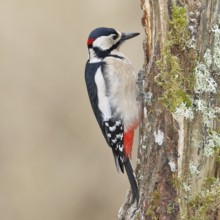Great spotted woodpecker (Dendrocopos major), male, foraging on a tree stump overgrown with moss