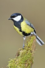 Great tit (Parus major), sitting on a moss-covered tree root, Wilnsdorf, North Rhine-Westphalia,
