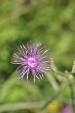 Meadow knapweed or common knapweed (Centaurea jacea), flower, Wilnsdorf, North Rhine-Westphalia,