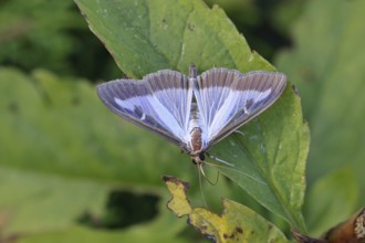 Box tree moth (Cydalima perspectalis) on a leaf, close-up, Wilnsdorf, North Rhine-Westphalia,