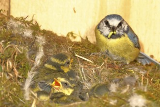 Blue tit (Cyanistes caeruleus) feeding the young in the nest, Wilnsdorf, North Rhine-Westphalia,