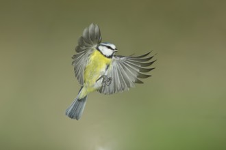Blue tit (Parus caeruleus) in flight, flight photo, high speed flight photo Wilnsdorf, North