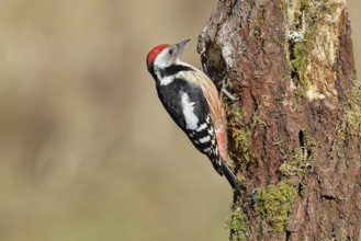 Middle spotted woodpecker (Dendrocopos medius) foraging on a tree stump overgrown with moss and