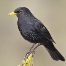 Blackbird (Turdus merula) male, standing on a moss-covered tree root, North Rhine-Westphalia,