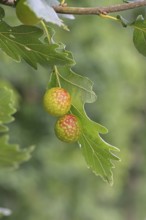 Oak gall wasp (Cynips quercusfolii), oak sponge gall on the underside of a leaf of a pedunculate