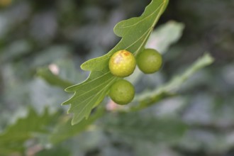 Oak gall wasp (Cynips quercusfolii), oak sponge gall on the underside of a leaf of a pedunculate