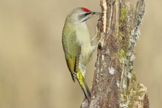 Grey-headed woodpecker (Picus canus), male sitting on a tree stump overgrown with moss and lichen,