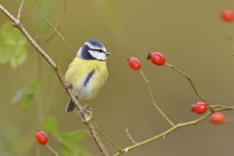 Blue tit (Parus caeruleus), sitting in the branches of a dog rose, dog rose (Rosa canina),