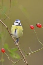 Blue tit (Parus caeruleus), sitting in the branches of a dog rose, dog rose (Rosa canina),
