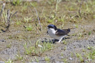House martin (Delichon urbicum), picking up clay for nest building, wildlife, migratory birds,