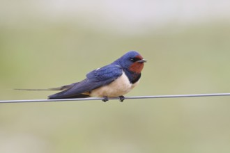 Barn Swallow (Hirundo rustica) sitting on a pasture fence, wildlife, animals, birds, swallows,