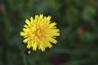 Mouse-ear hawkweed, also known as Lesser mouse-eared hawkweed or long-haired hawkweed (Hieracium
