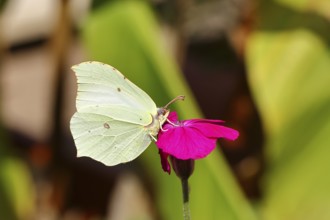 Lemon butterfly (Gonepteryx rhamny) on crown campion (Lychnis coronaria), in a nature garden,