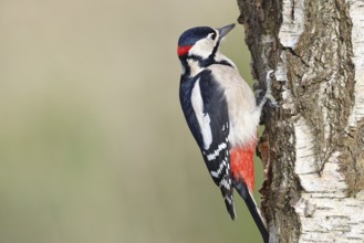 Great spotted woodpecker (Dendrocopus major), male, foraging on the trunk of a common birch (Betula