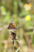 Small copper (Lycaena phlaeas) in a meadow, Gambach nature reserve, Burbach, North