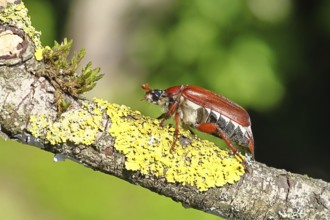 May beetle, wood cockchafer (Melolontha hippocastani), female, on a branch covered with lichen,