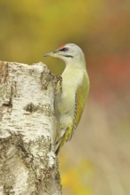 Grey-headed woodpecker (Picus canus), male sitting on a tree stump at the edge of the forest,
