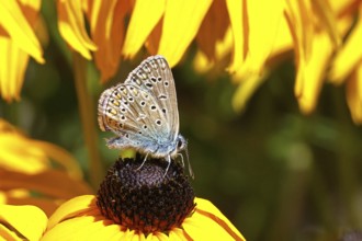 Ononis natrix blue (Polyommatus icarus), common blue, female on a flower of the yellow coneflower