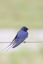 Barn Swallow (Hirundo rustica) sitting on a pasture fence, wildlife, animals, birds, swallows,