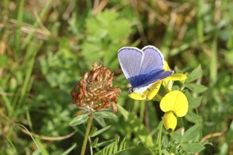 Blue butterfly (Polyommatus icarus), Common blue, male on a flower of the Bird's-foot Trefoil