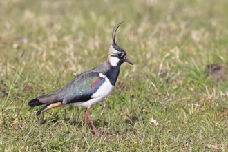 Lapwing (Vanellus vanellus), in splendid plumage, foraging in a marshy meadow, wildlife, Lembruch,