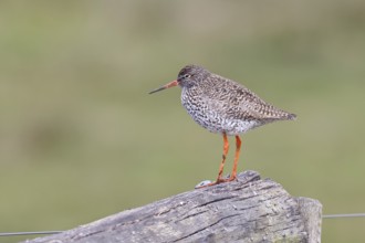Redshank (Tringa totanus) standing on a pasture fence post, snipe bird, spring, wildlife, Hüde,
