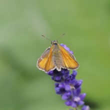 Large skipper (Ochlodes venatus), collecting nectar from a flower of Common lavender (Lavandula