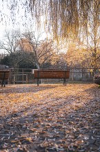 Park benches in an area covered with autumn leaves, Stadtgarten Pforzheim, Germany