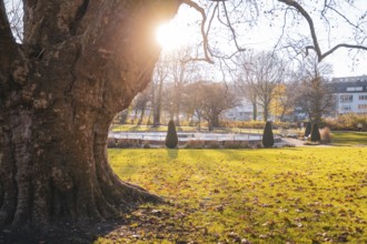 Large tree with sunlight on a green park area in autumn, Stadtgarten Pforzheim, Germany
