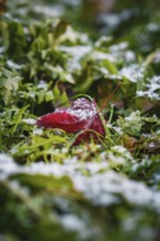 Red leaf covered with snow in the middle of green grass, Stadtgarten Pforzheim, Germany