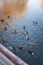 Ducks swim in a body of water reflected by autumn colors, Stadtgarten Pforzheim, Germany