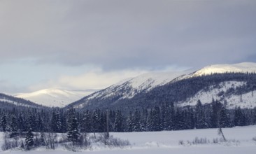 Snowy mountain landscape with firs and blue sky Norway