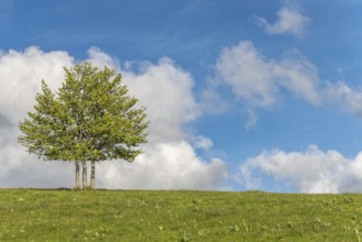 Isolated trees on the top of the Vosges mountains. france