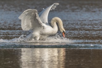 Swan spreads his wings as he flees from the pond. The water splashes around him. It is a lively