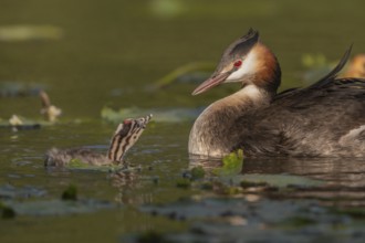 Great Crested Grebe (Podiceps scalloped ribbonfish) swims with young chicks near aquatic plants.